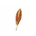 Cordyline Leaves - Lady Pink Ti